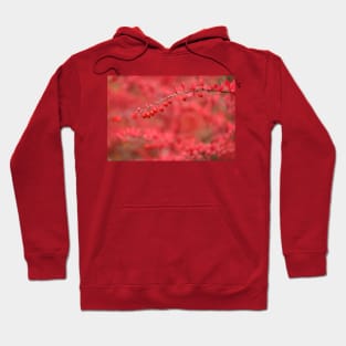 Close-up of red barberry Hoodie